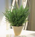 Nephrolepis Exaltata